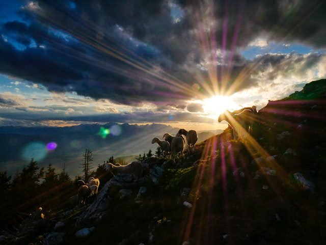 Sheep on mountain with the sun shining